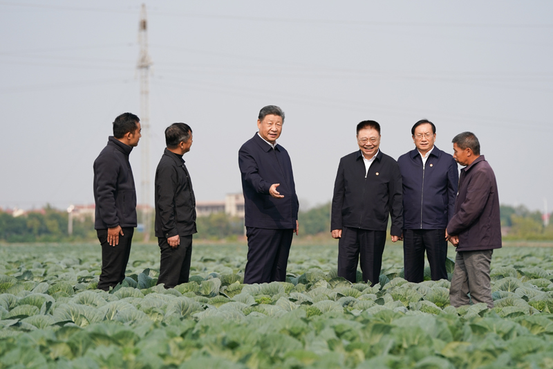 11月4日至6日,中共中央總書記、國家主席、中央軍委主席習(xí)近平在湖北考察。這是5日上午,習(xí)近平在咸寧市嘉魚縣潘家灣鎮(zhèn)十里蔬菜長廊考察時(shí),走進(jìn)田間,察看蔬菜長勢(shì)。